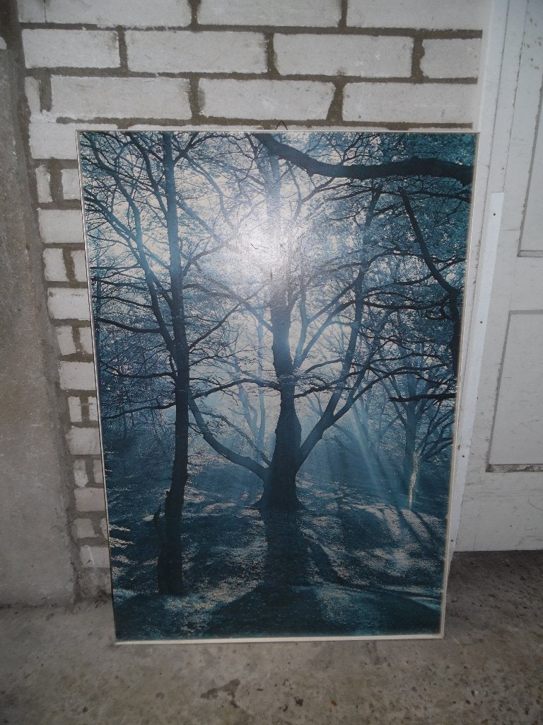 Schilderij (foto) BOS, Antiek en Kunst, Ophalen