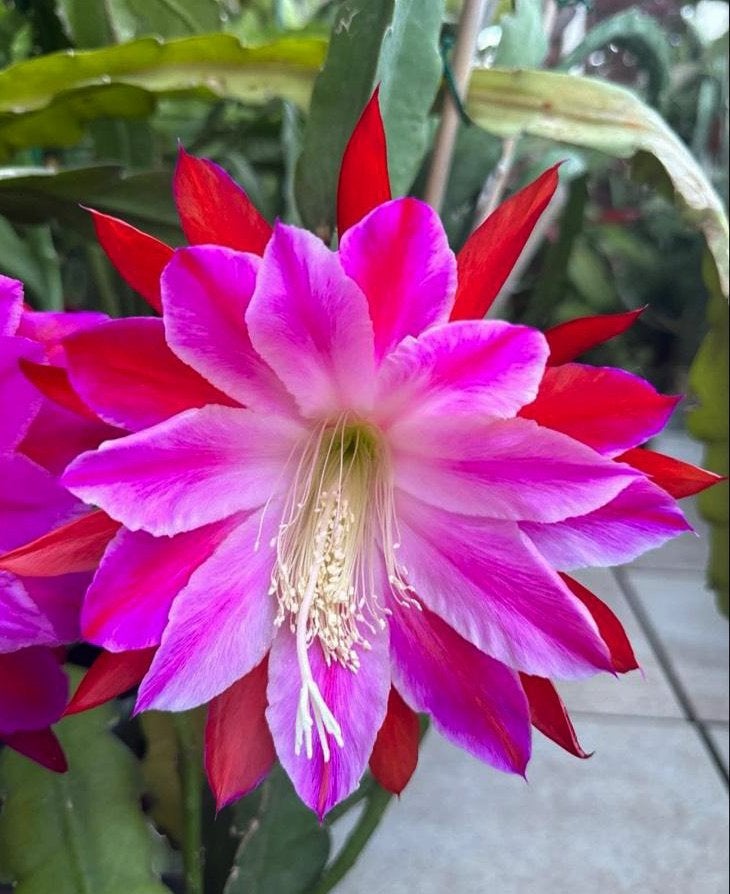 cactus - Epiphyllum Over the Top, Ophalen of Verzenden, Cactus, Volle zon, Minder dan 100 cm