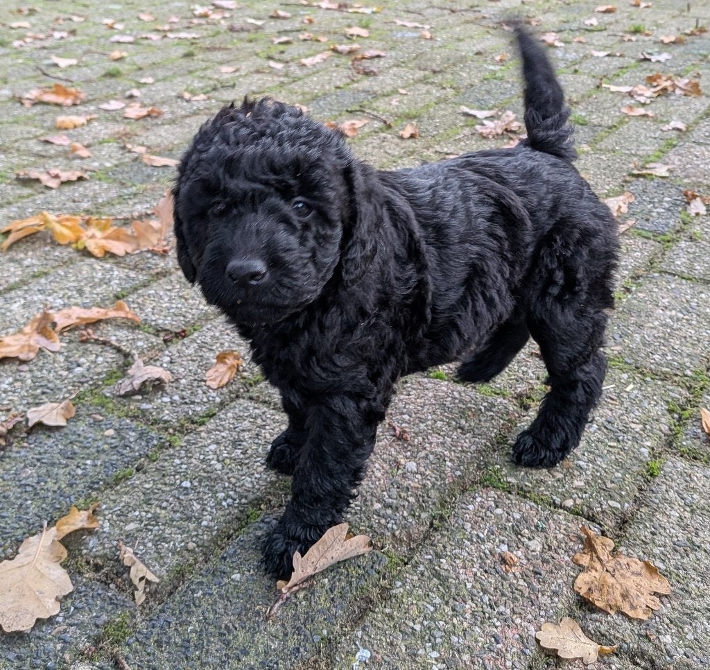 Pup australian labradoodle x labradoodle  uit  prachtig nest, Overige rassen, CDV (hondenziekte), 8 tot 15 weken, Meerdere dieren