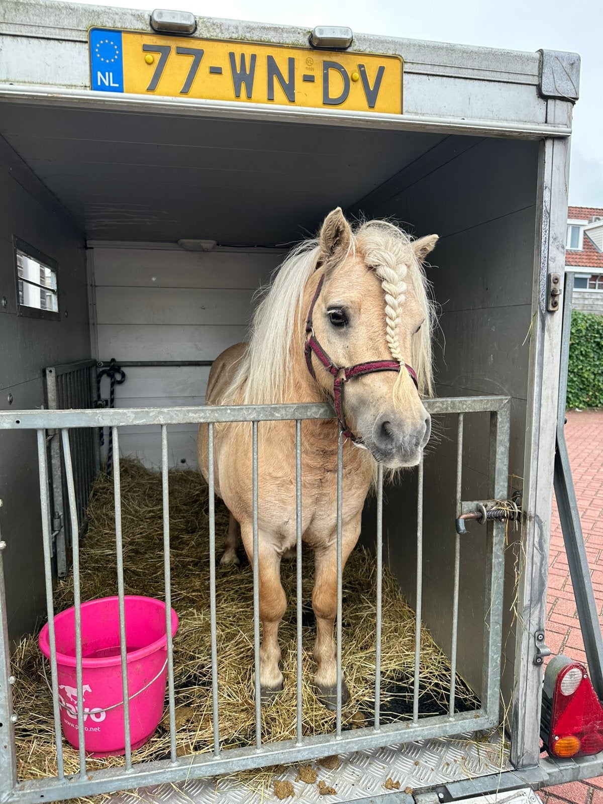 10 jarige palomino shetlander hengst, Hengst