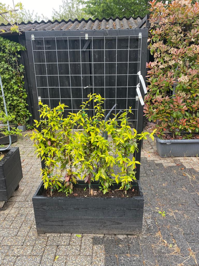 Plantenbakken op maat gemaakt met Toscaanse jasmijn100x40x40, Ophalen of Verzenden, Laurier, 100 tot 250 cm