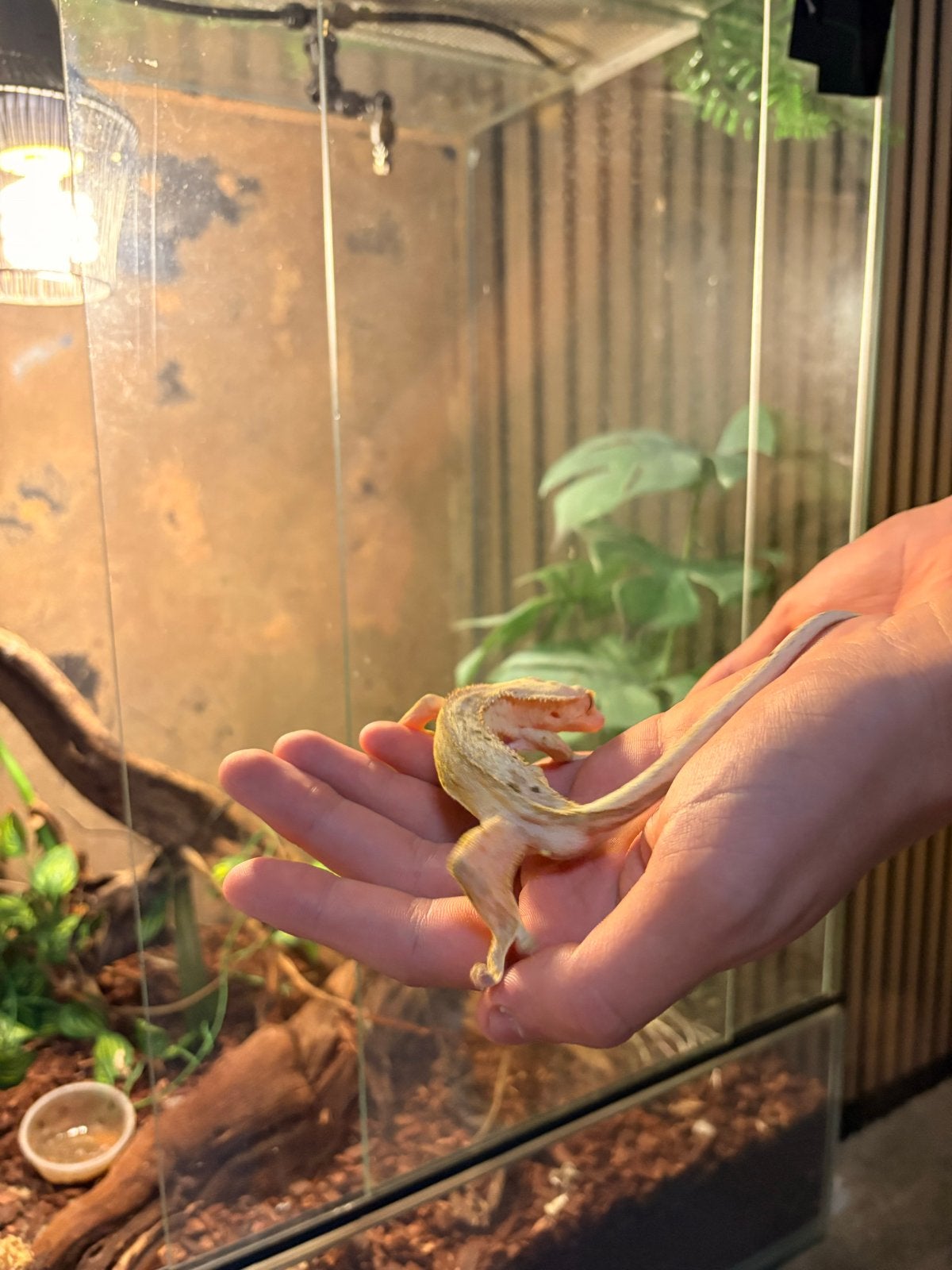 Wimper Gekko met terrarium en toebehoren Crested Gecko photo 4