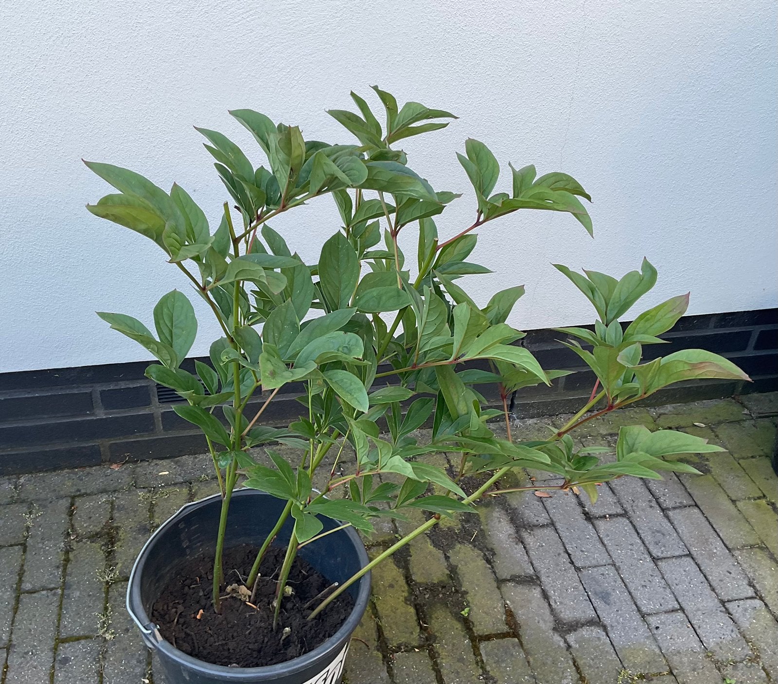 Mooie pioenroos cyclaam/rood Paeonia Chief Wapello, Tuin en Terras, Planten | Tuinplanten, Ophalen, Lente, Vaste plant, Overige soorten