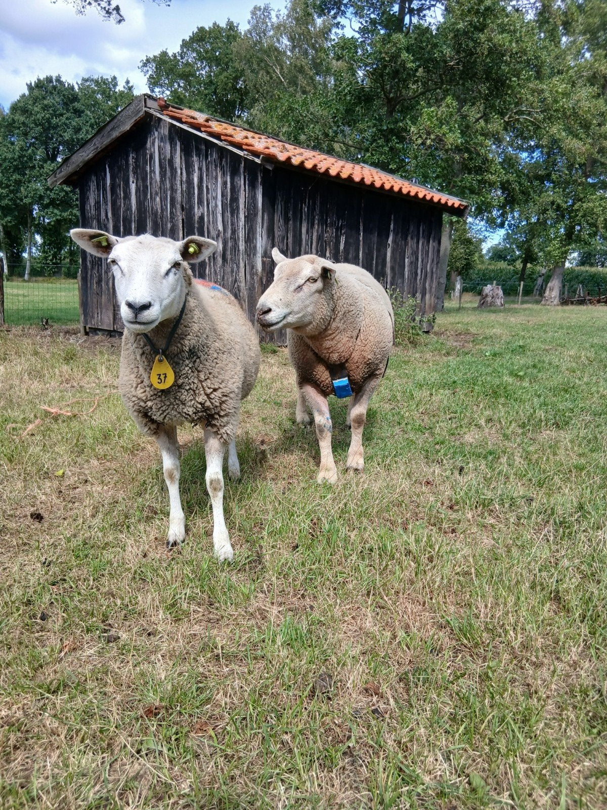 charollais dekram, Dieren en Toebehoren, Schapen, Geiten en Varkens, Mannelijk, Schaap