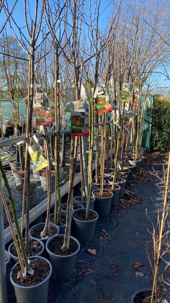 Hoogstam fruitbomen, Ophalen, Minder dan 100 cm, Appelboom, Lente