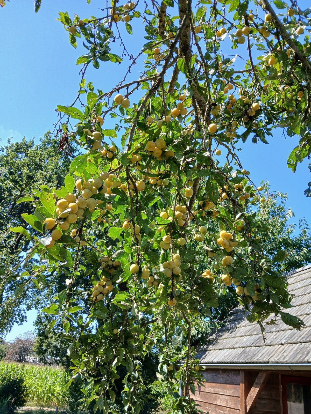 MIRABELLEN (ONBESPOTEN / ZOET) NU  €1 /KG, Ophalen