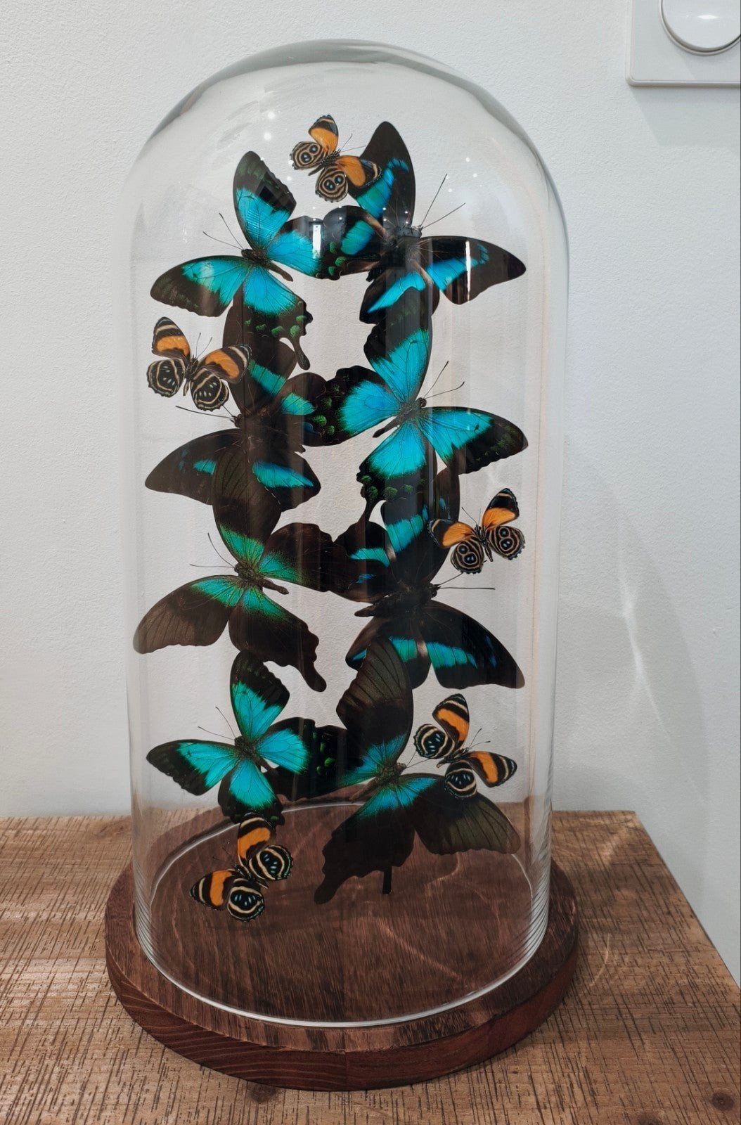 Grote stolp met exotische vlinders - uniek decoratie stuk, Ophalen, Zo goed als nieuw, Insect, Opgezet dier