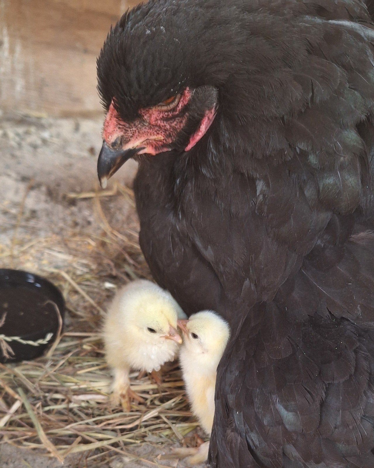 Brahma groot hoender hennen div kleuren, Dieren en Toebehoren, Pluimvee, Vrouwelijk, Kip