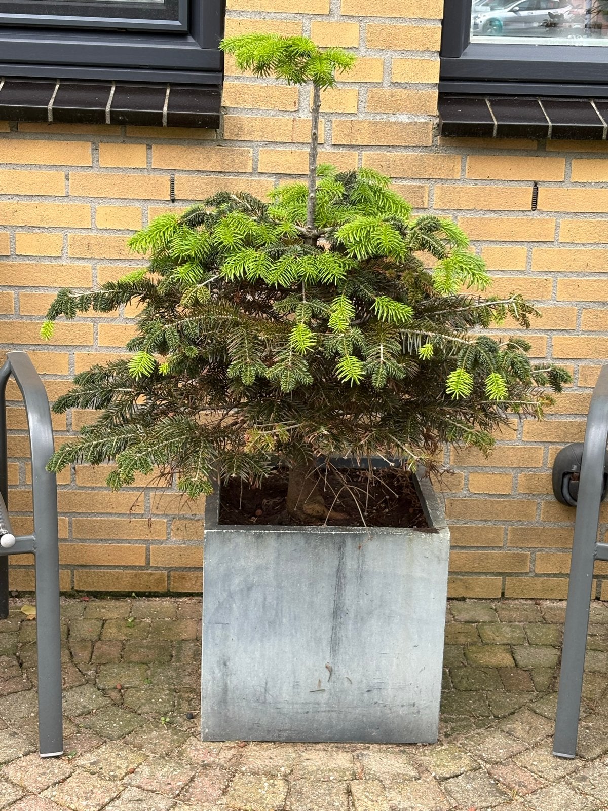 Dennenboom / Kerstboompje inclusief bak, Vaste plant, Bloeit niet, Halfschaduw, Ophalen