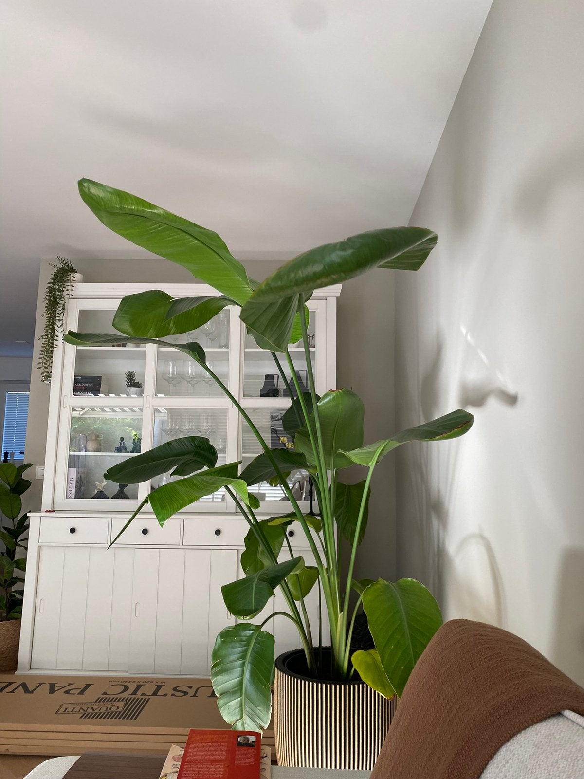 Huiskamer plant, Huis en Inrichting, Groene kamerplant, Ophalen, Halfschaduw, 200 cm of meer
