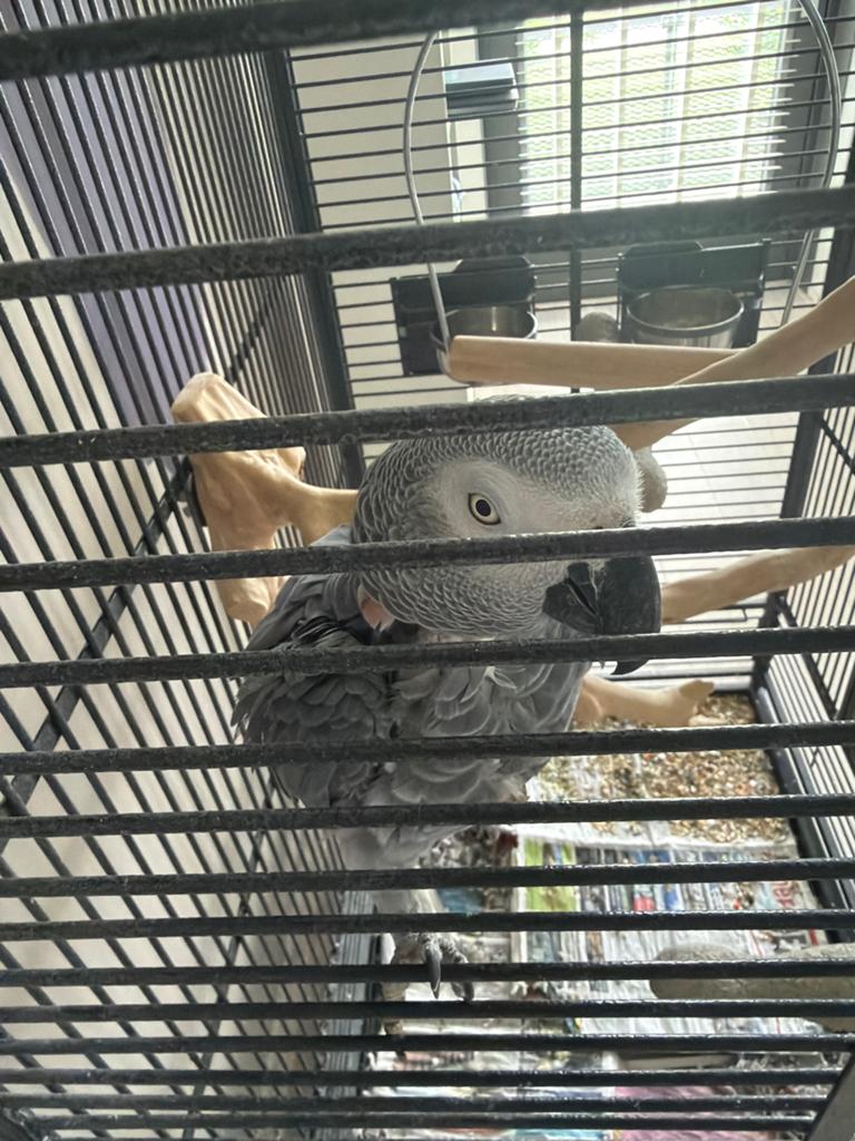 Grey parrot, Parkiet