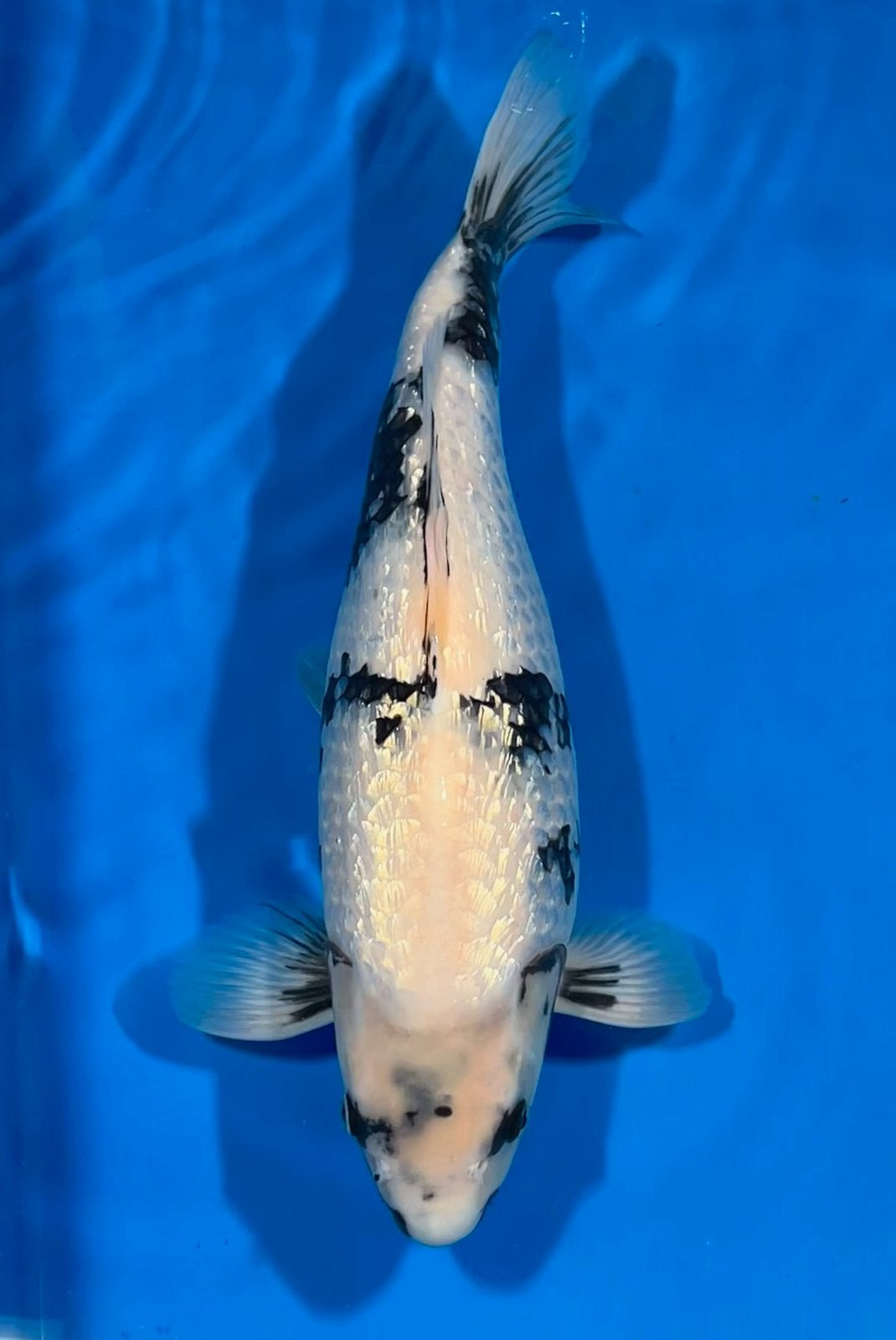 Shiro Utsuri Okawa, Dieren en Toebehoren, Karper of Koi