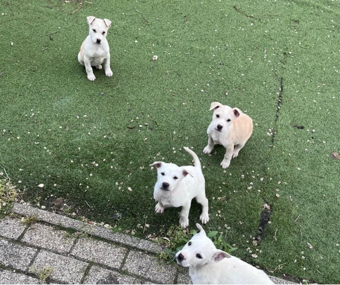 mechelse herder x Amerikaanse Stafford pups (aleen witte nog, 8 tot 15 weken, American Staffordshire Terriër, Meerdere, Meerdere dieren