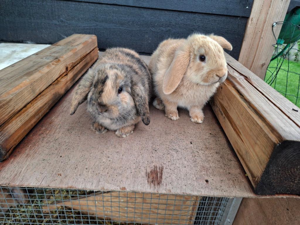 Lieve minilops konijntjes, Dieren en Toebehoren, Konijnen, Meerdere dieren, Dwerg