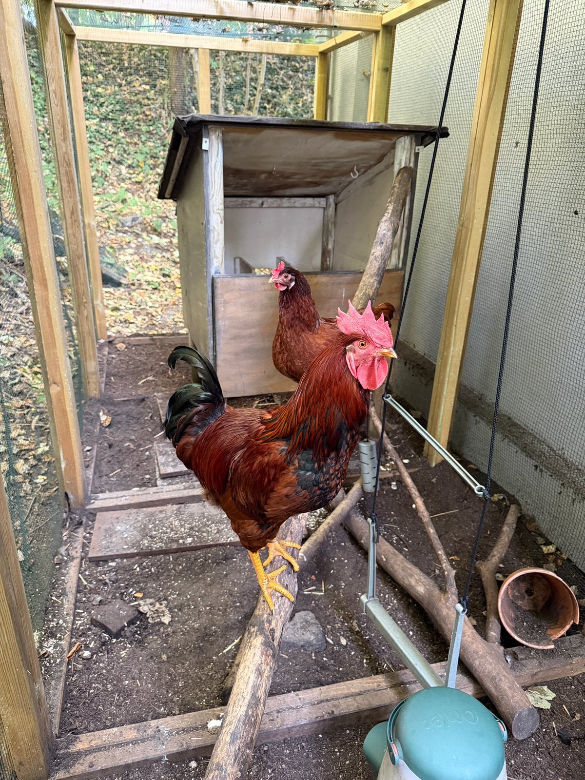 Golden Comet haan van 9 maanden aangeboden, Dieren en Toebehoren, Mannelijk, Kip