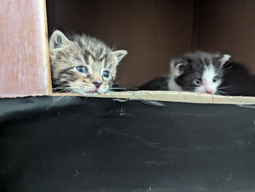 Europese korthaar x Main Coon kittens, Dieren en Toebehoren, Katten en Kittens | Overige Katten, Meerdere dieren, 0 tot 2 jaar