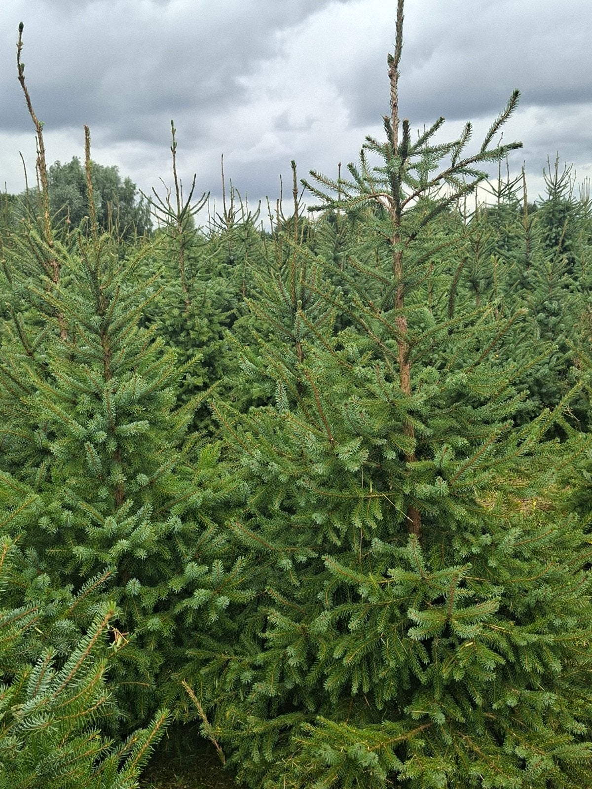Kerstbomen - Diverse Soorten, Overige soorten, Volle zon, Vaste plant, Ophalen of Verzenden