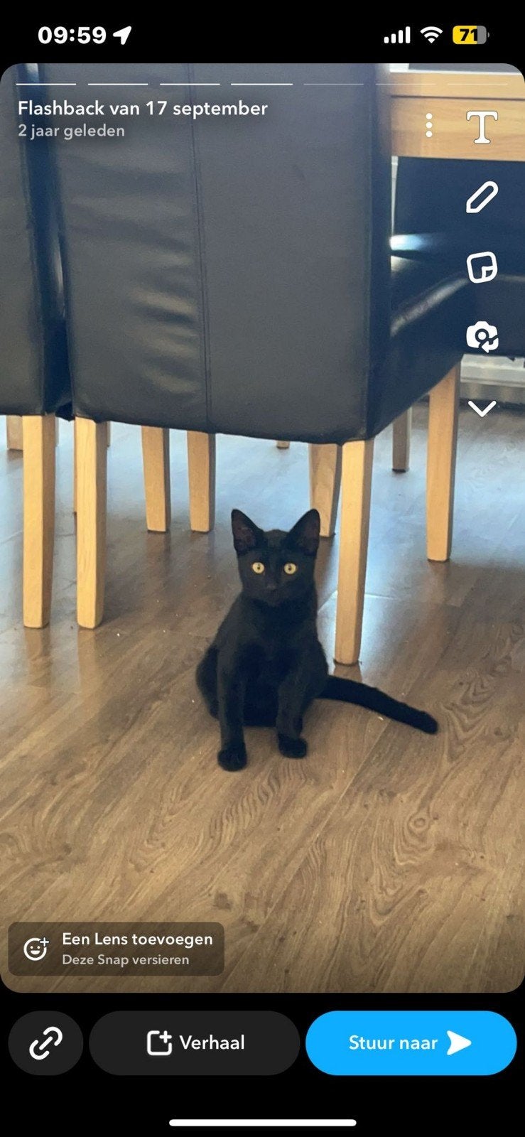 Divo zoekt een goed huisje., Kater, Kortharig, 3 tot 5 jaar