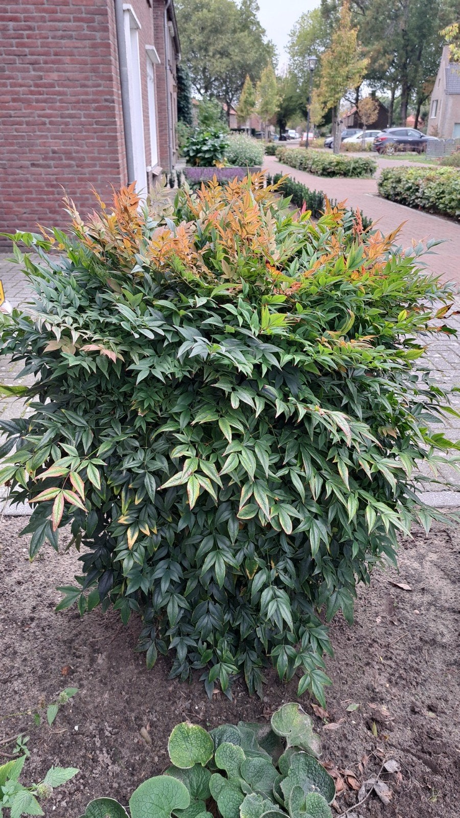 Nandina, Tuin en Terras, Ophalen, Volle zon, Overige soorten, 100 tot 250 cm
