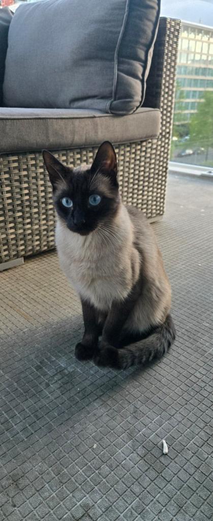 Simeees kat kort haar. Beide ouders zijn siamees, Dieren en Toebehoren, Kater, Ingeënt