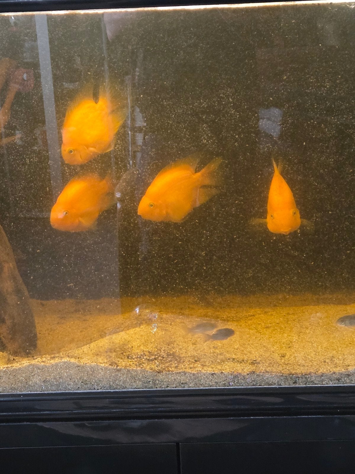 4 Papagaai chicliden oranje  grote ruim 15 cm, Vis, Zoetwatervis, Schoolvis