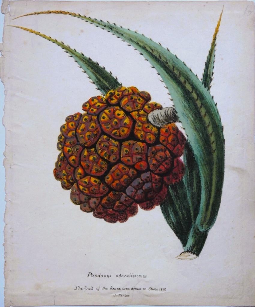 James Forbes litho "The Fruit of the Keura Tree", 1812, Antiek en Kunst, Ophalen