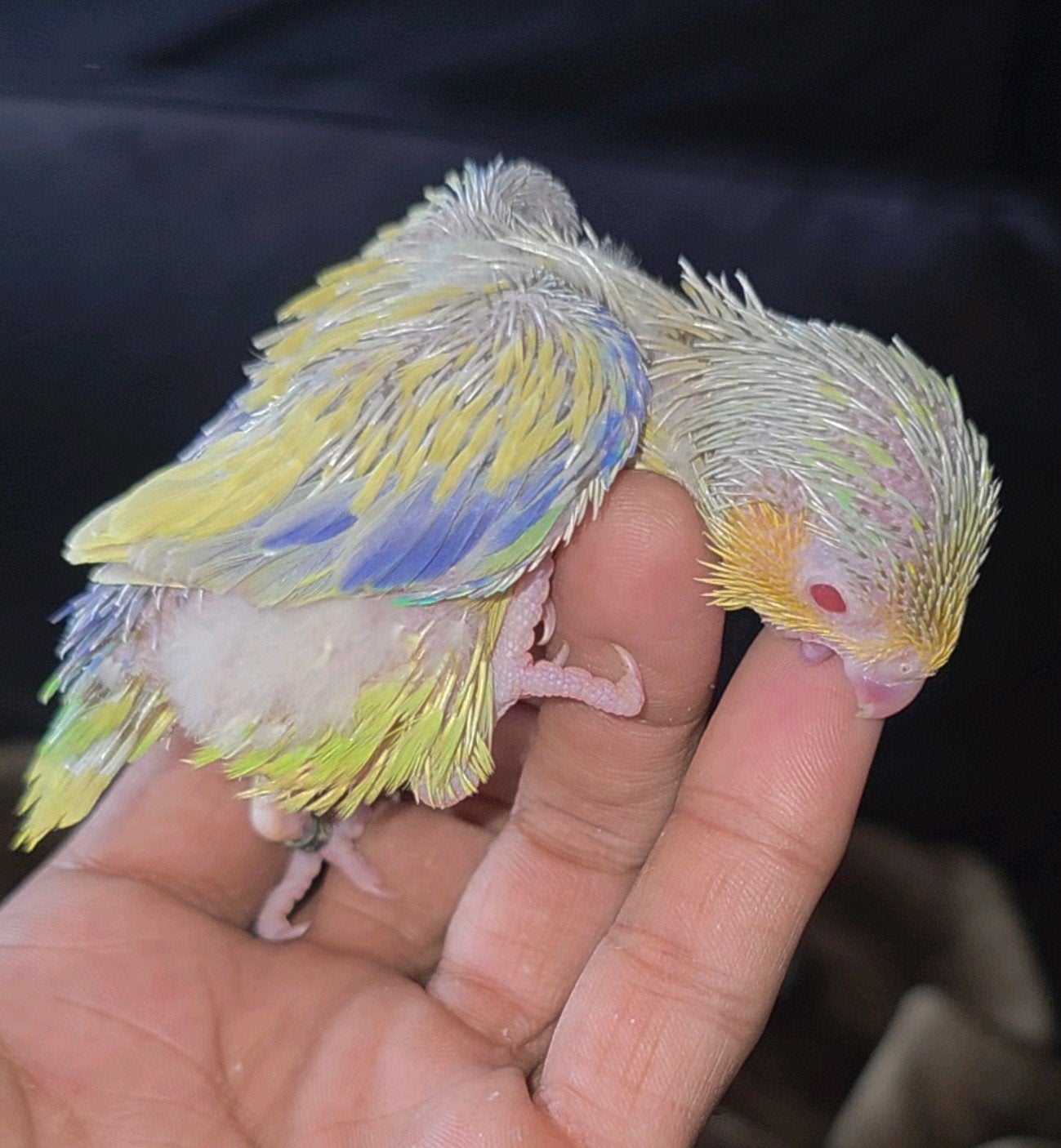 Forpus jongen, Meerdere dieren, Dwergpapegaai of Agapornis, Geringd