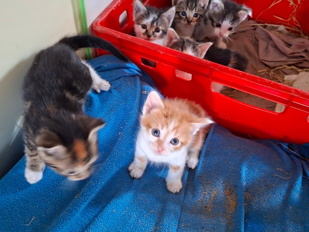 Prachtige boerderijkittens zoeken hun gouden mandje, Meerdere dieren