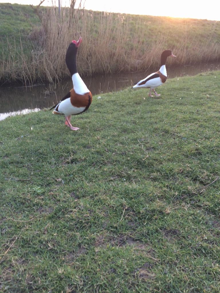 Bergeenden, Dieren en Toebehoren, Pluimvee, Meerdere dieren, Eend