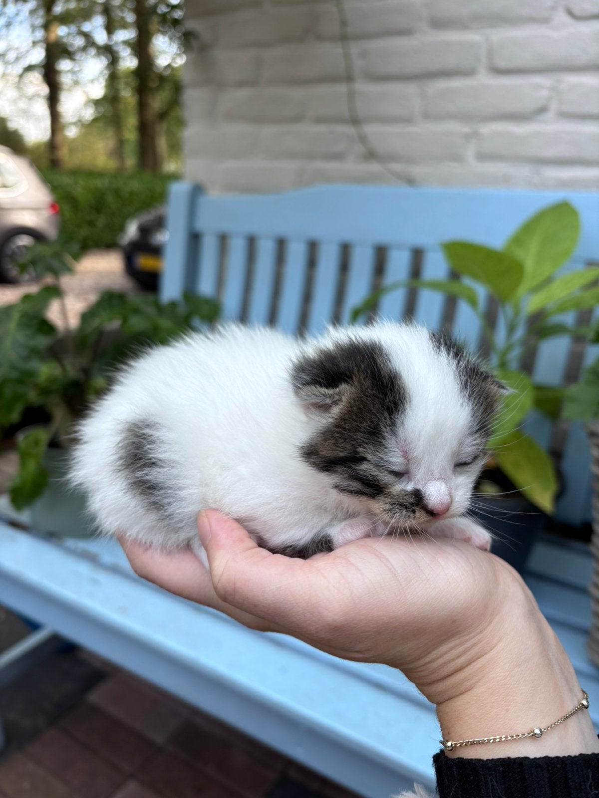 Boerderij kitten, Dieren en Toebehoren, Poes, Met stamboom, 0 tot 2 jaar