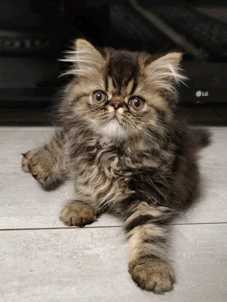 Perzische kitten, Meerdere dieren, Ontwormd