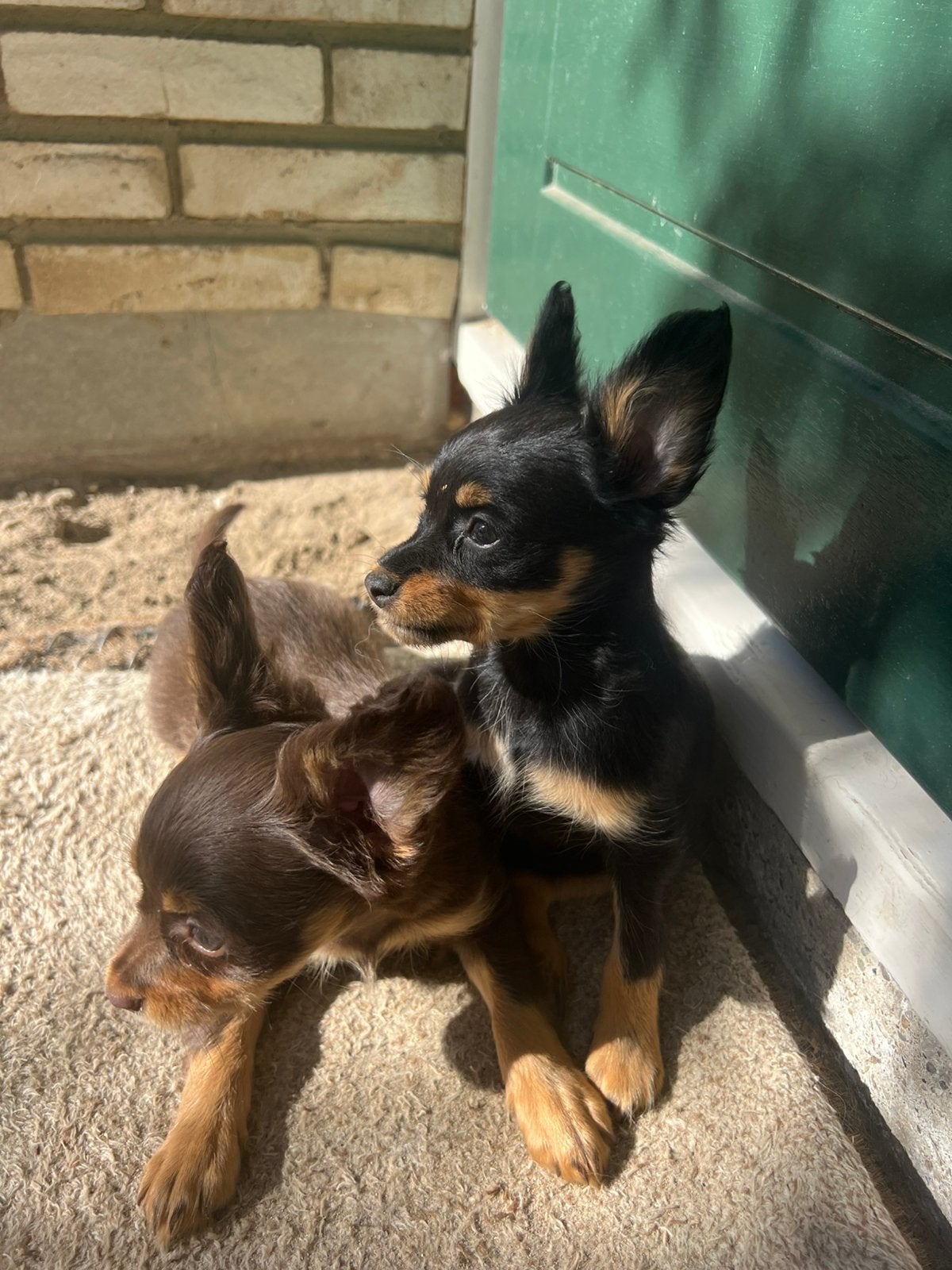Unieke RusskiyToy pups, Overige rassen, CDV (hondenziekte), 8 tot 15 weken, Meerdere