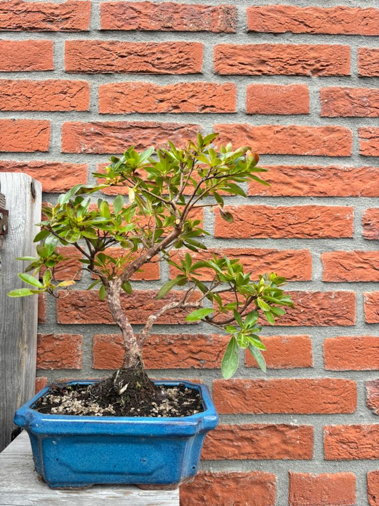 Bonsai Azalea, Ophalen, Bloeit niet, Halfschaduw, Overige soorten