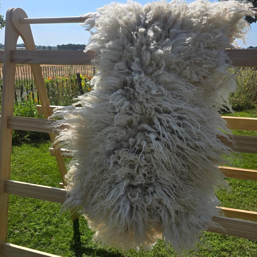 Prachtige Schoonebeeker vachten om te vilten, Dieren en Toebehoren, Meerdere dieren, Schaap
