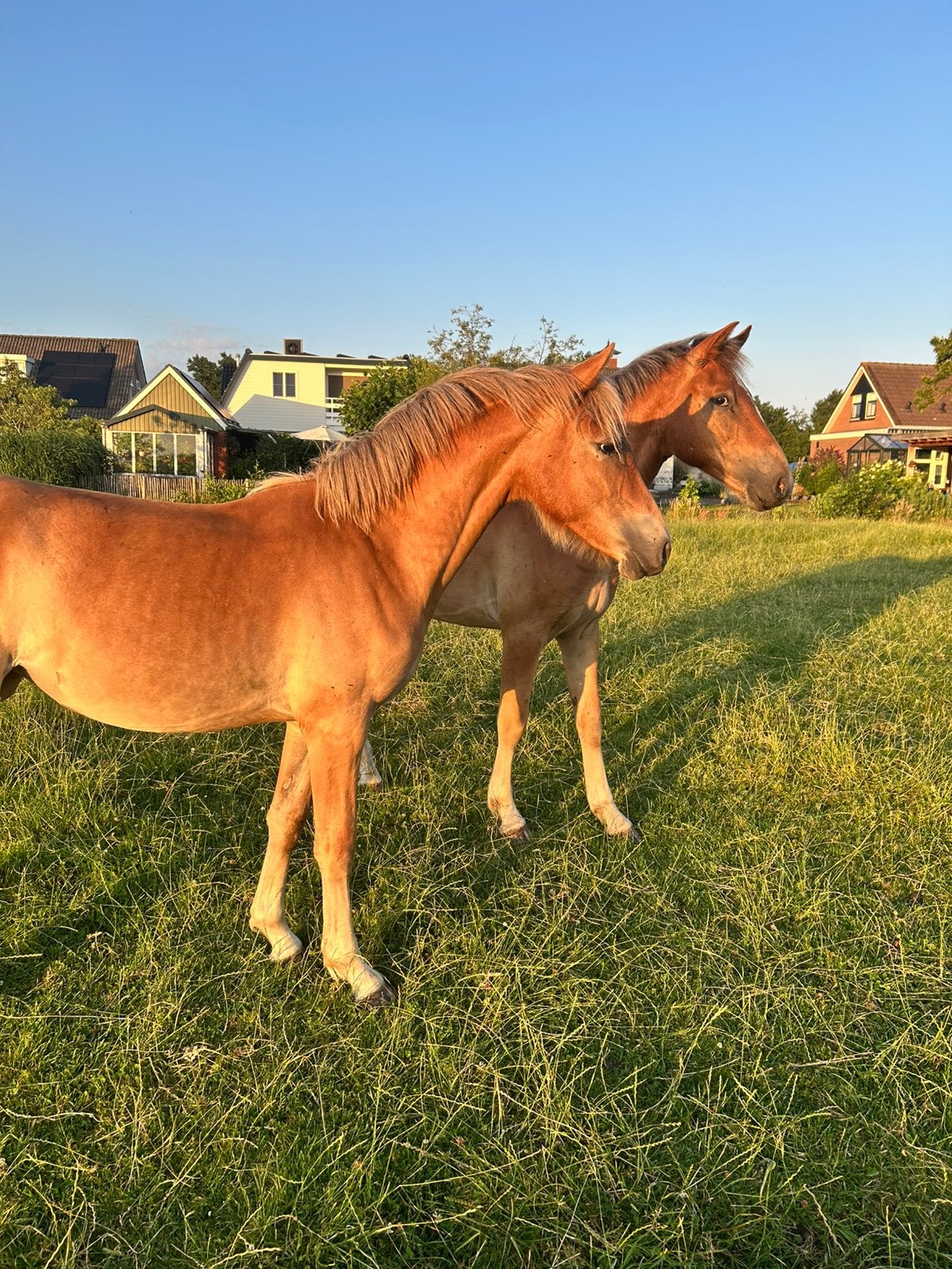 2 mooie haflingers x Appaloose enters, Dieren en Toebehoren, Pony's, Gechipt, Niet van toepassing, 0 tot 2 jaar, Meerdere dieren