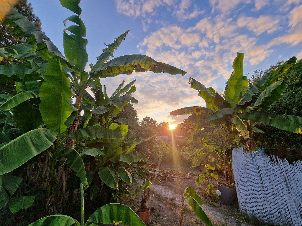 Bananenplant, Ophalen, Volle zon, Vaste plant, Zomer