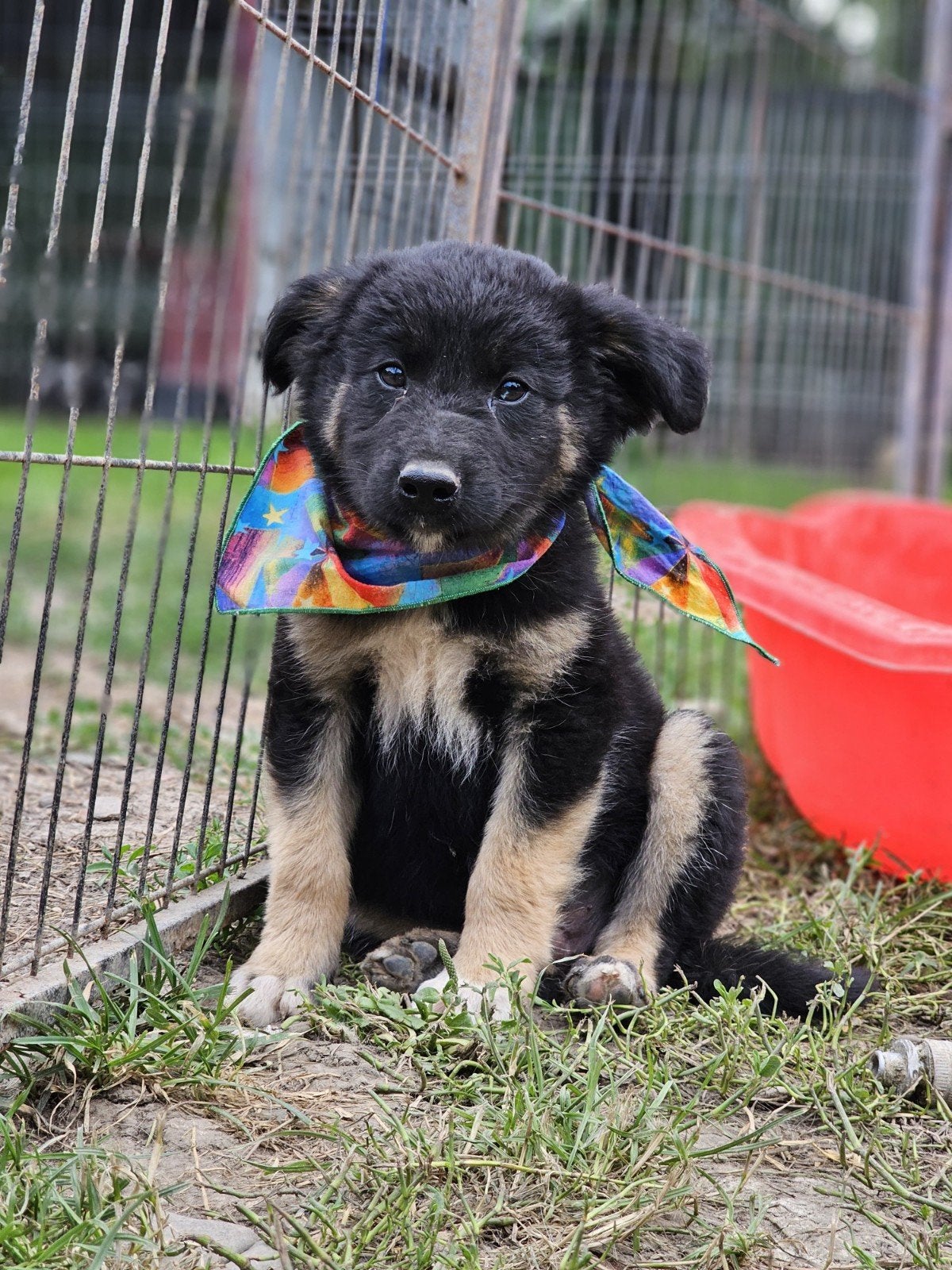 Pup Boef zoekt een baasje, Dieren en Toebehoren, Honden | Niet-rashonden, 15 weken tot 1 jaar, Buitenland, Eén hond, Klein