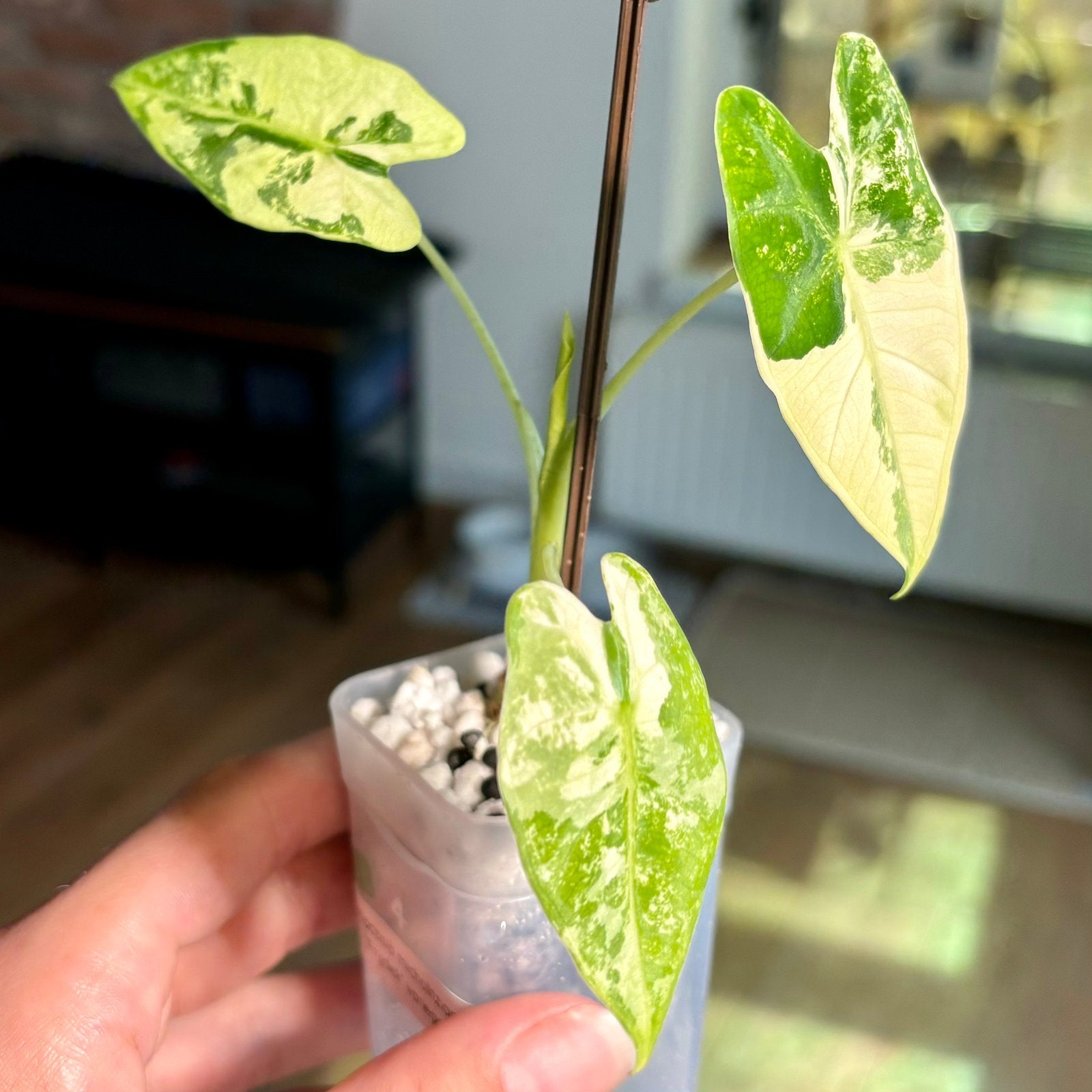 Alocasia Frydek variegata, Huis en Inrichting, Kamerplanten, Ophalen of Verzenden, Halfschaduw, Minder dan 100 cm