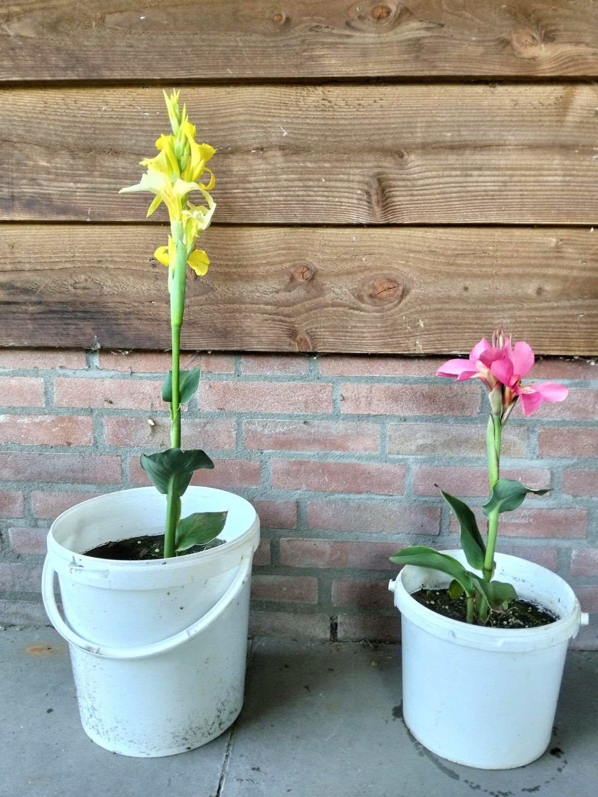 Canna Planten Kopen voor je Tuin | Marktplaats