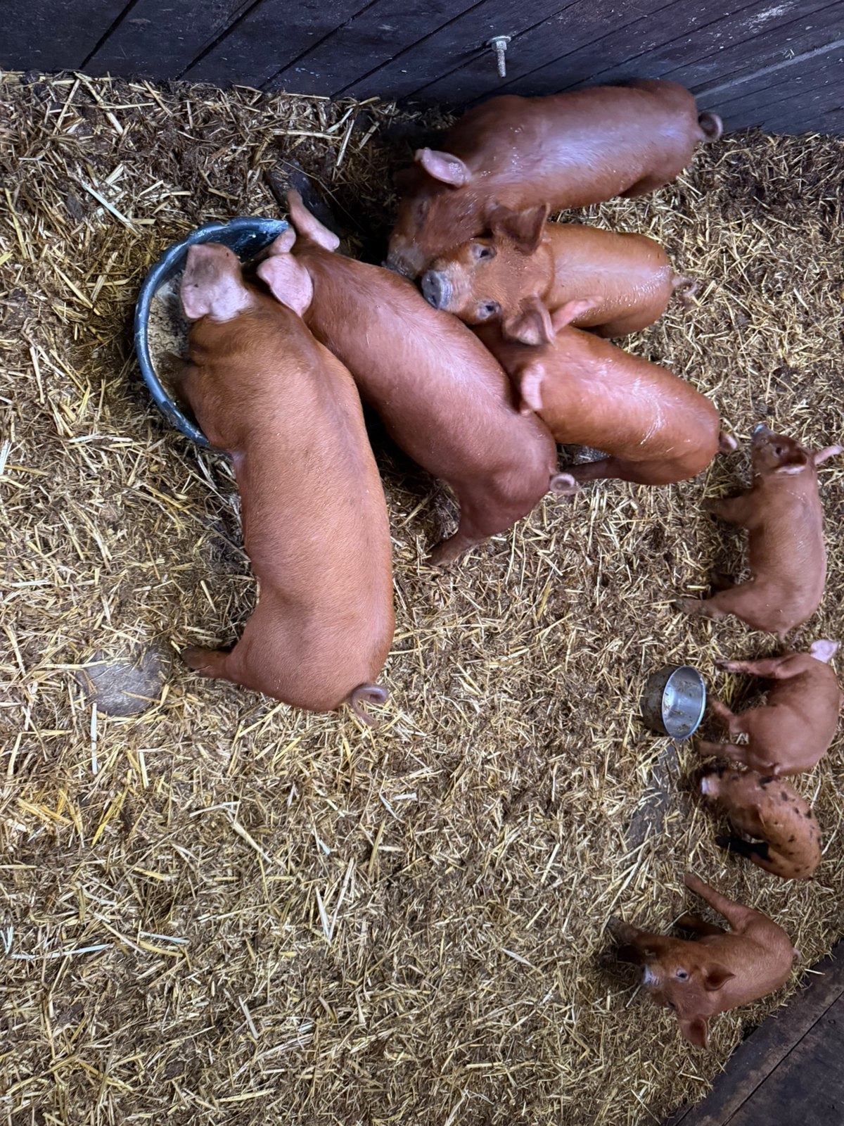 Biggen duroc x berkshire, Augustus, Meerdere dieren