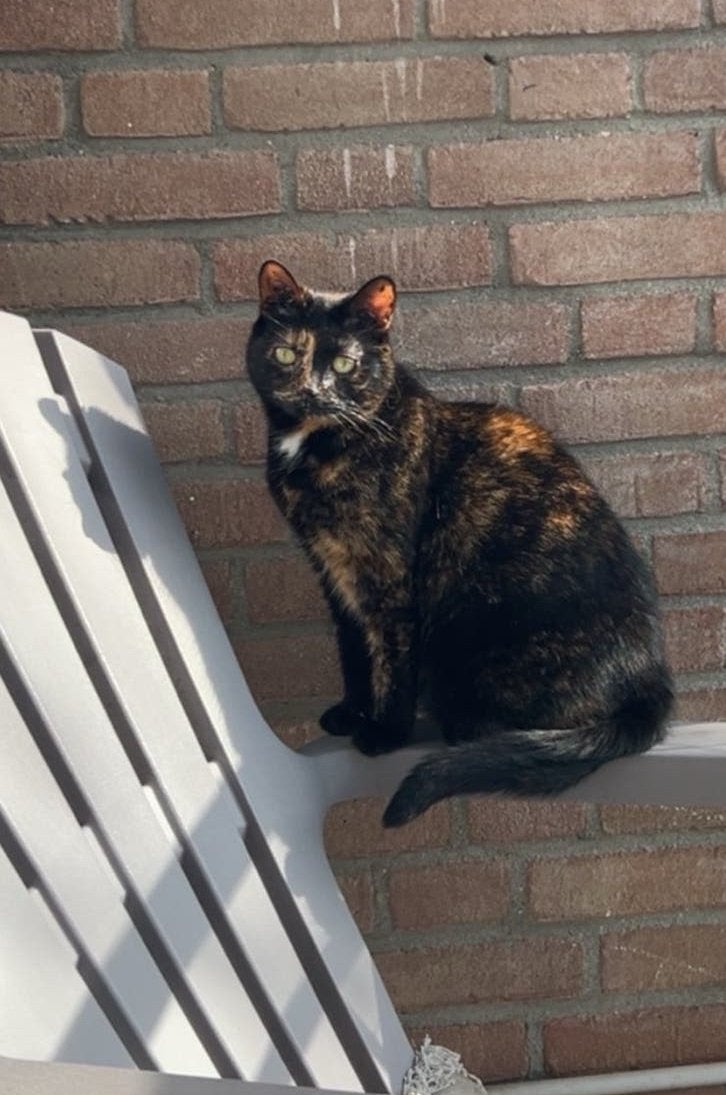 Poes zoekt rustig en liefdevol huisje, Poes, Kortharig, 3 tot 5 jaar