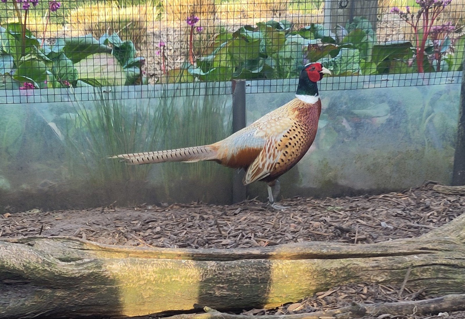Formosa fazant hanen, Dieren en Toebehoren, Mannelijk, Overige soorten