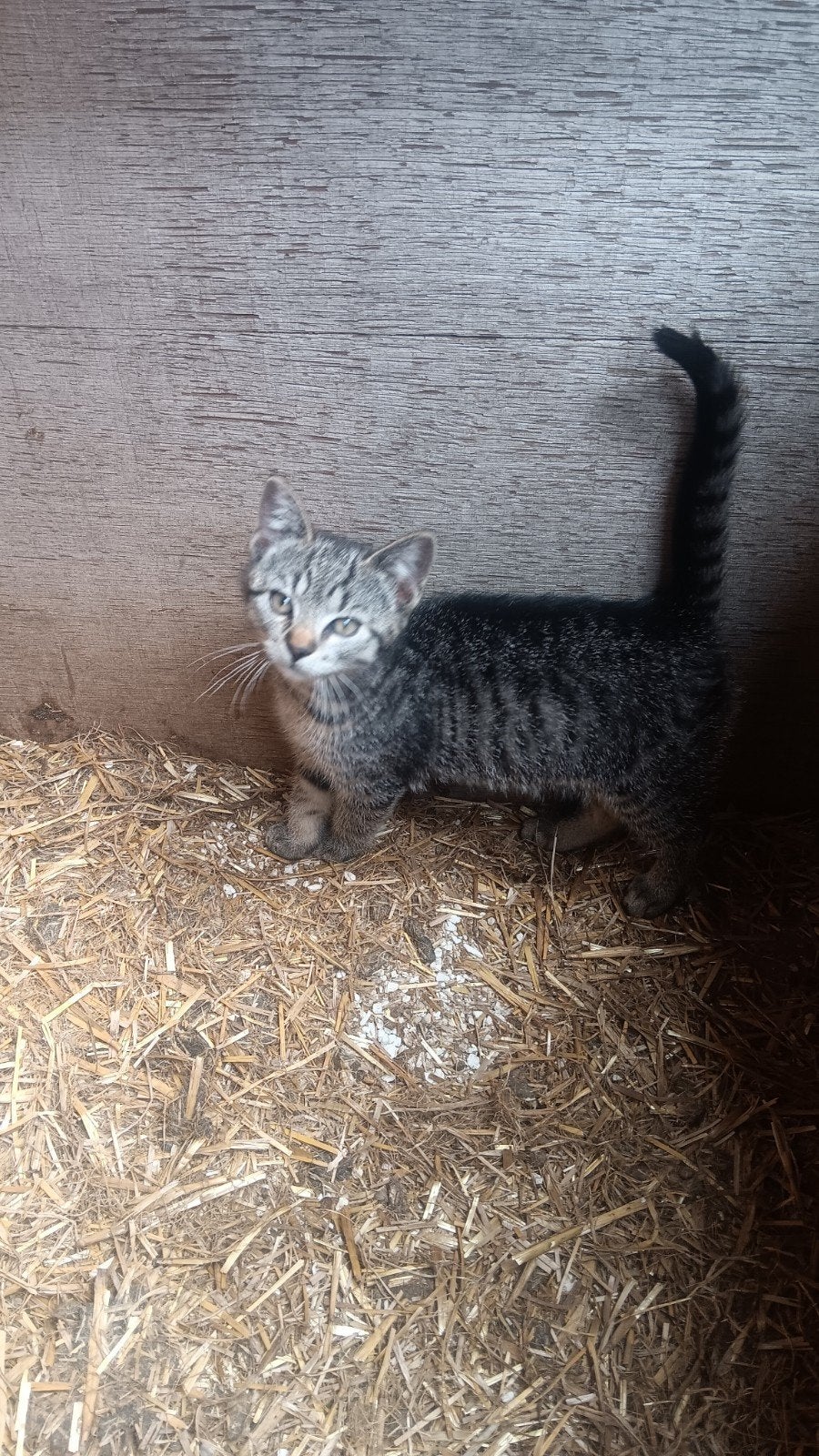 Kittens