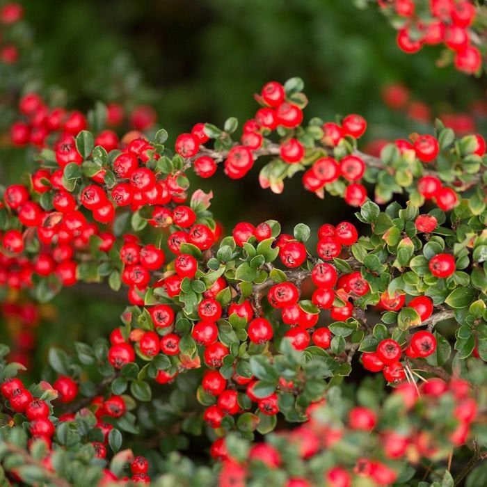 Cotoneaster dammeri / Dwergmispel - AANBIEDING- In P9 pot🌿, Tuin en Terras, Planten | Tuinplanten, Ophalen of Verzenden, Overige soorten