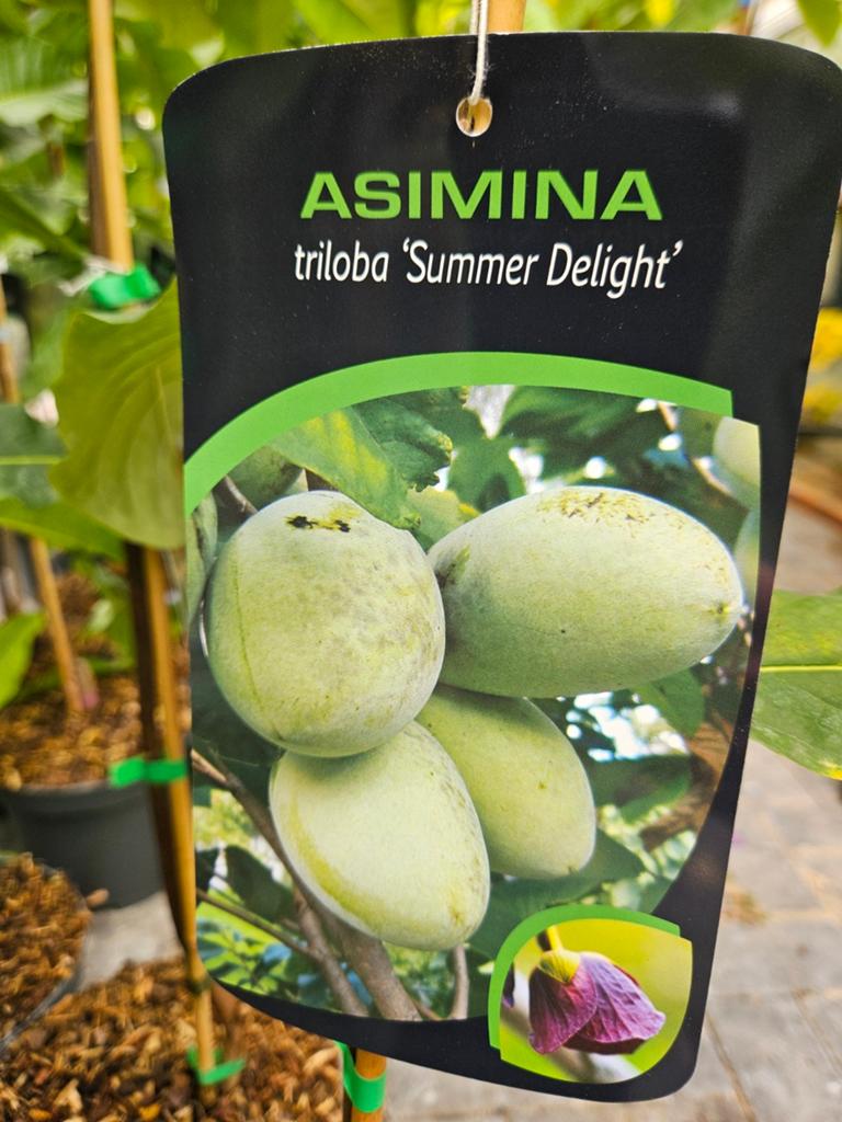 Asimina triloba ' Summer Delight ' / pawpaw / eetbare vrucht, Tuin en Terras, Planten | Bomen, Lente, 250 tot 400 cm, Ophalen