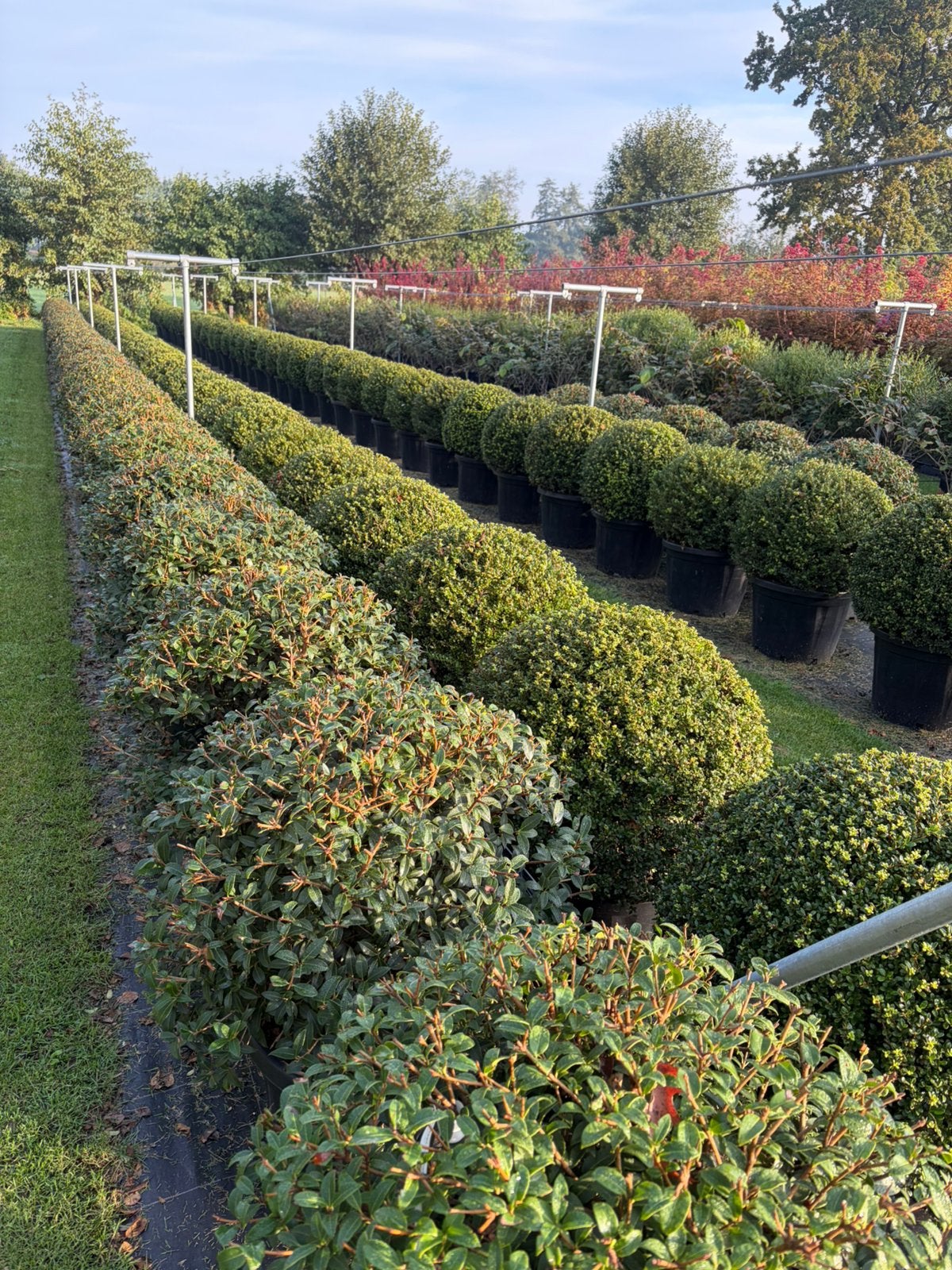 Osmanthus Burkwoodii schijnhulst bolvorm leverbaar tot 160cm, Ophalen, Overige soorten, Struik, 100 tot 250 cm
