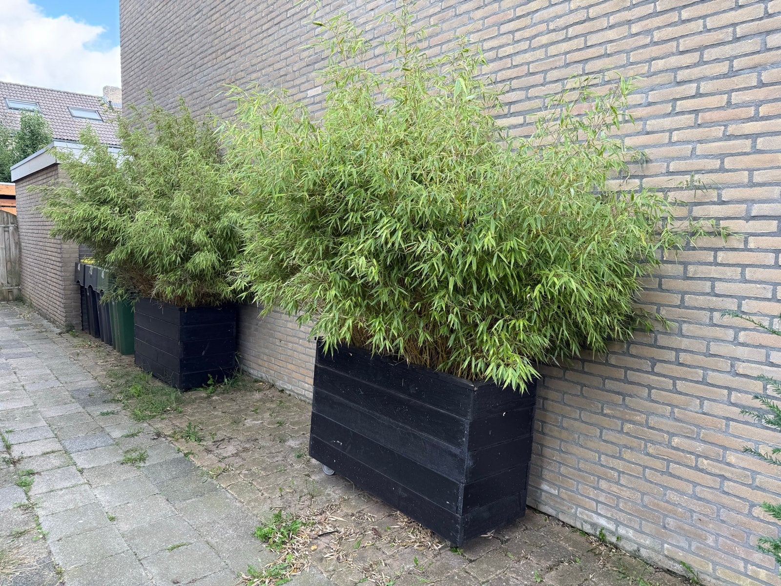 Grote houten plantenbakken met bamboe, Tuin en Terras, Ophalen, Gebruikt, 100 cm of meer, 60 cm of meer