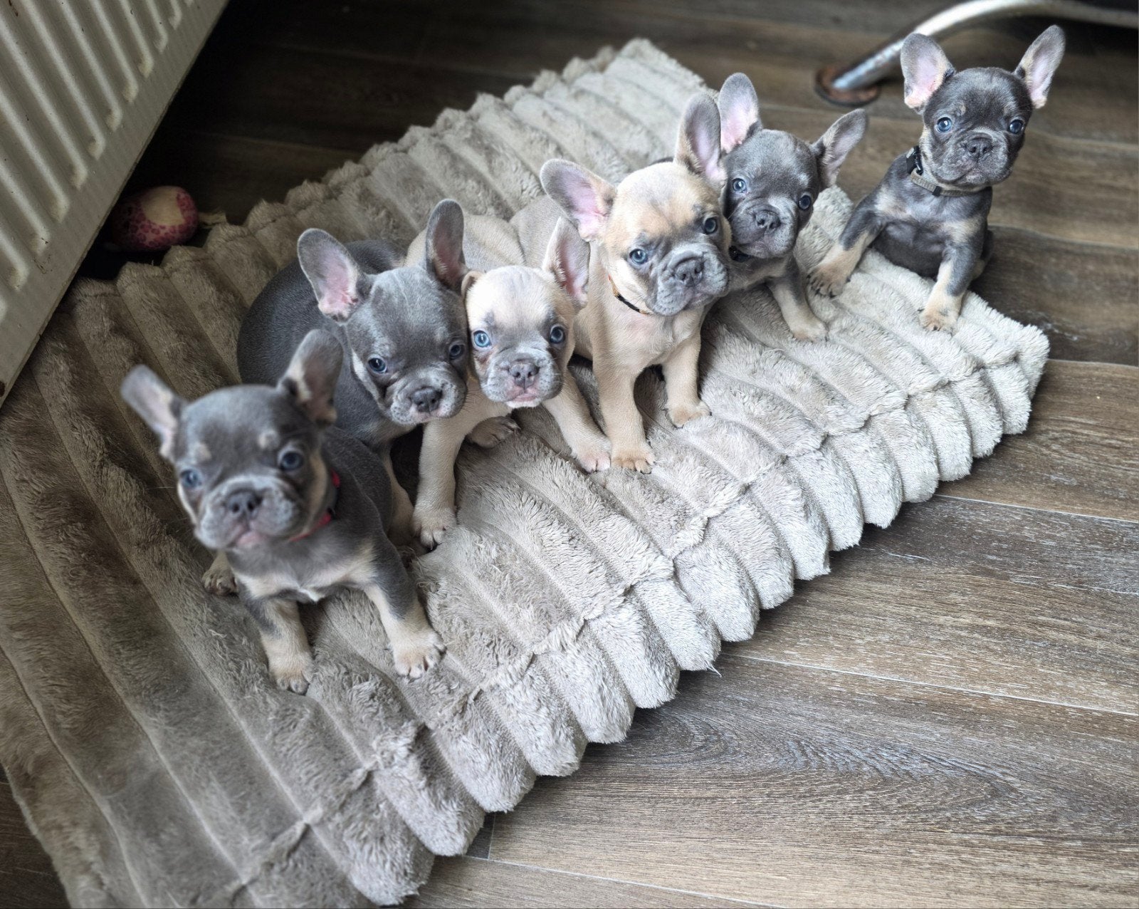 Prachtige franse bulldog puppy’s, Parvo, 8 tot 15 weken, Bulldog, Meerdere
