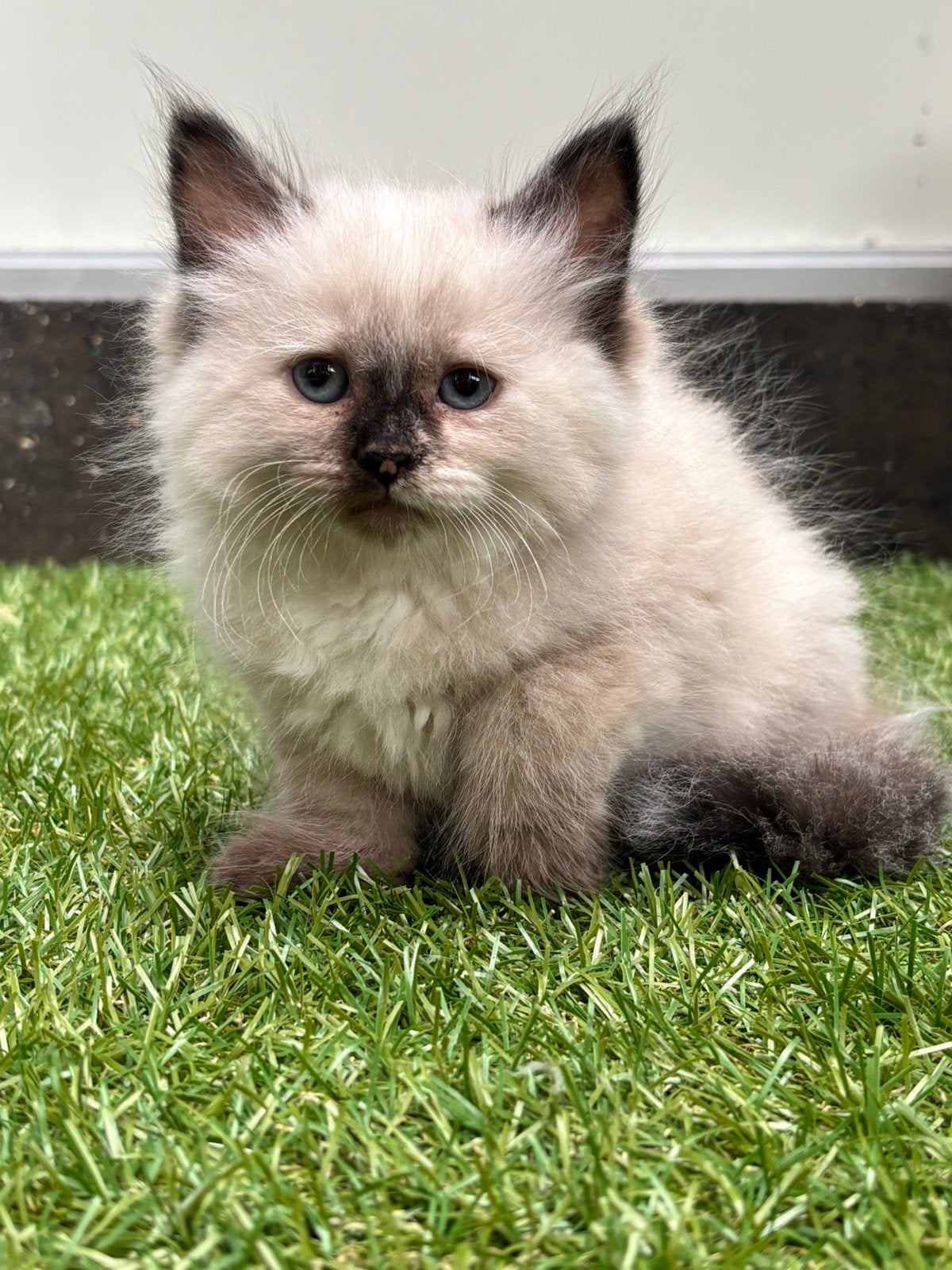 siberische neva masquerade kittens met stamboom en getest, Meerdere dieren, Met stamboom, 0 tot 2 jaar
