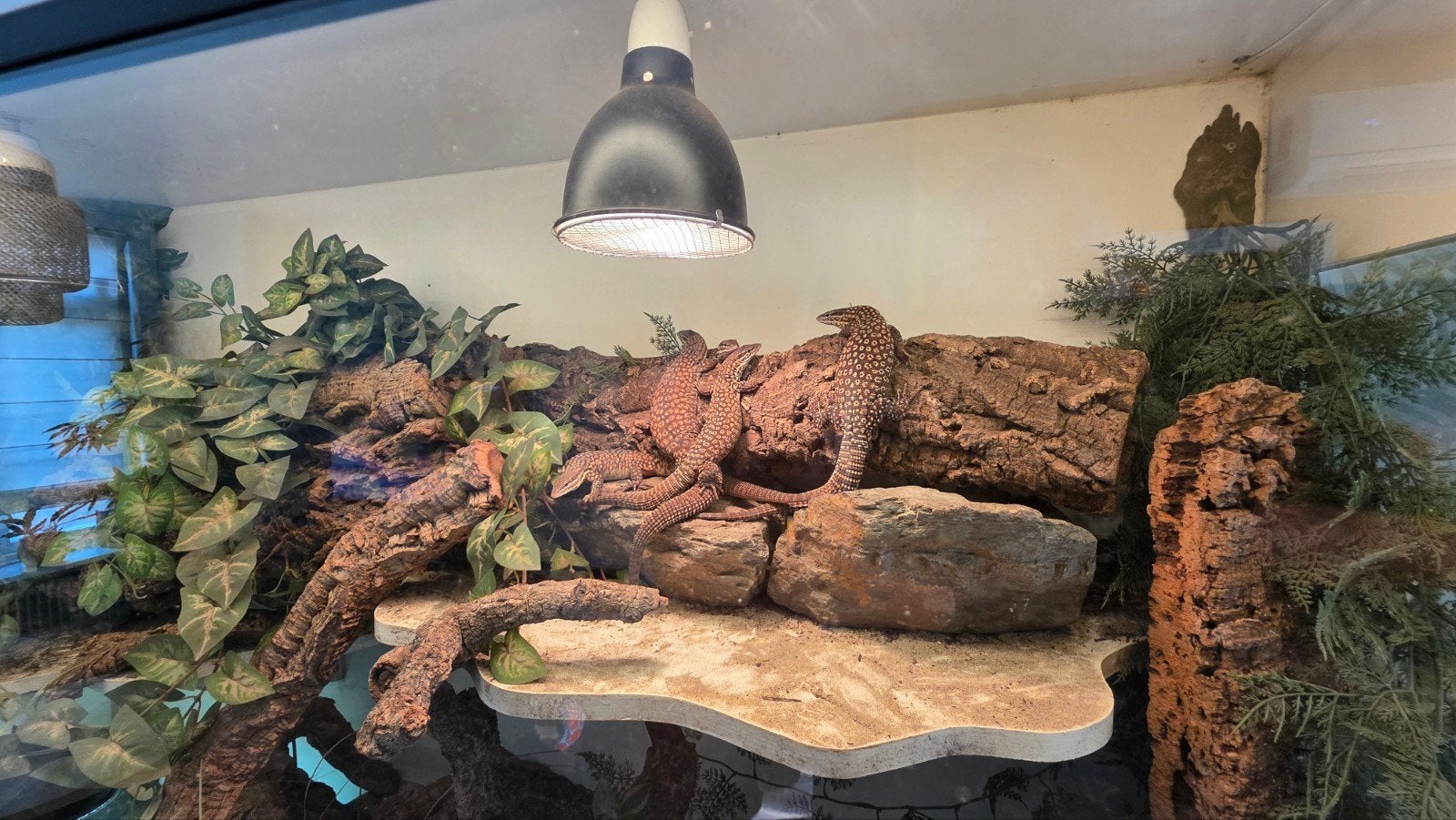 Varanus Acanthurus  5x inclusief Terrarium Monitor Lizard photo 2